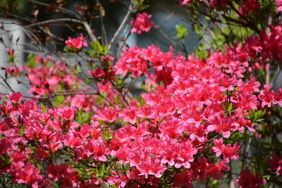 Close-up of pink flowering plant