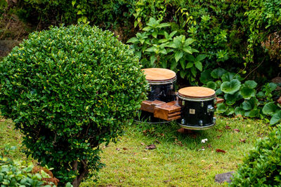 View of fresh green plants in yard