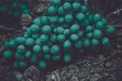 Close-up of succulent plant