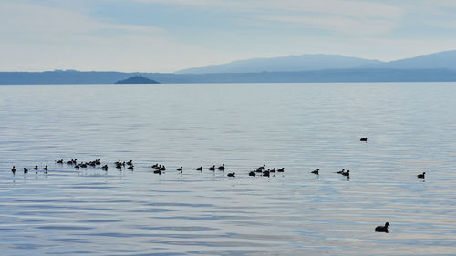 Birds swimming in lake against sky