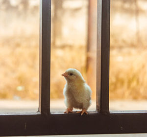 Close-up of bird on window