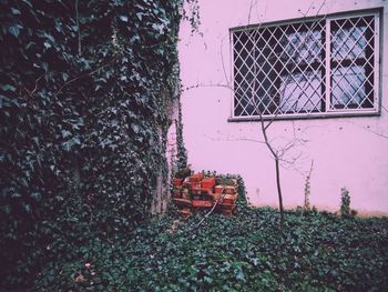 Trees against building