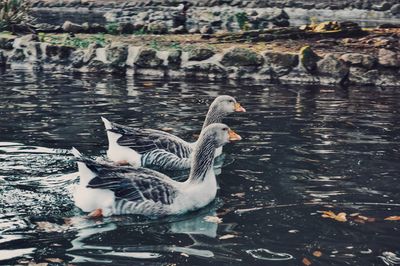 Ducks swimming in lake