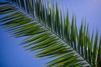 Close-up of palm leaves