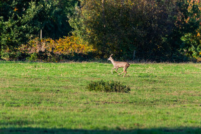 Side view of deer standing on grass