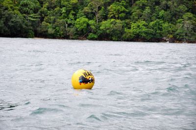 Yellow ball in water on tree