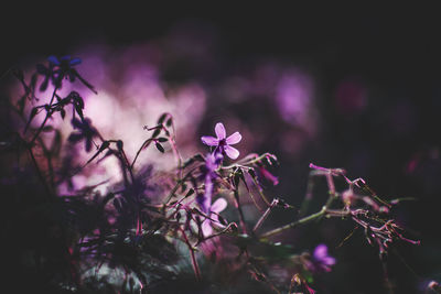 Close-up of purple flowers