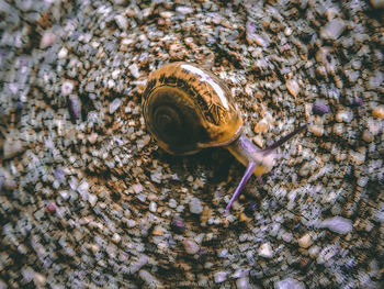 High angle view of snail