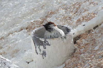 High angle view of bird on wall