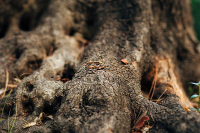 Close-up of lizard on tree trunk