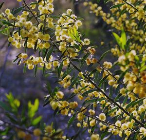 Close-up of blooming tree