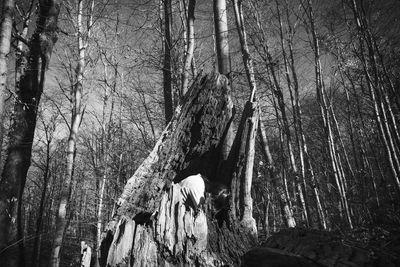 Low angle view of bare trees in forest