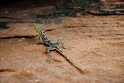 Lizard on floor