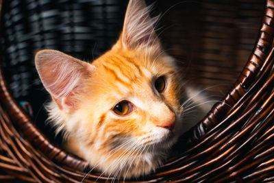 Close-up of a ginger norwegian forest cat in basket