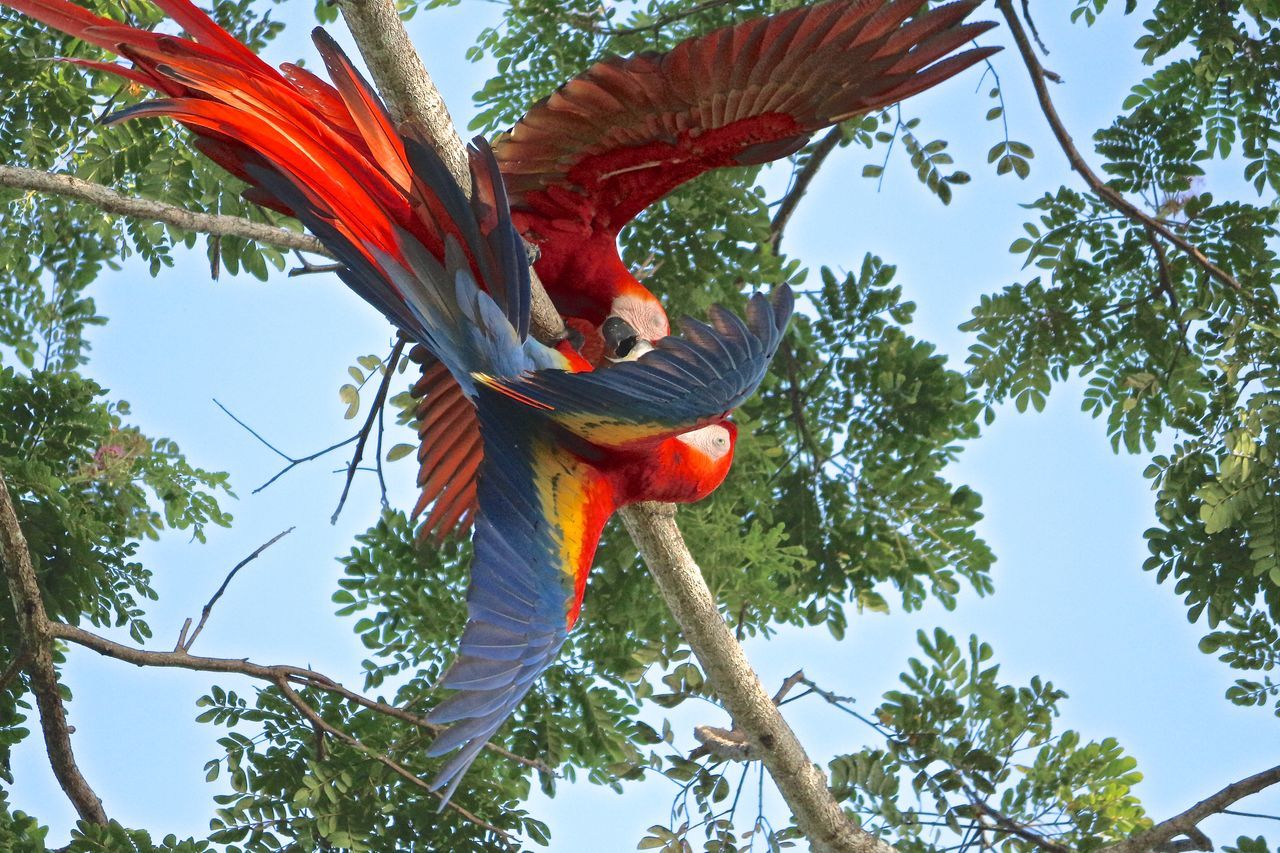 Guacamayas en arbol