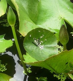 Close-up of lotus water lily