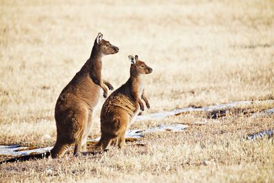 Two kangaroos in a field