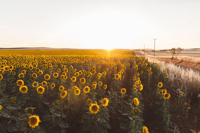 Yellow flowers growing in field against clear sky