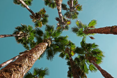 Low angle view of coconut palm tree against sky