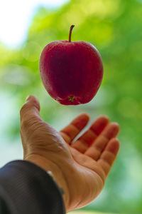 Close-up of hand holding red apple. 