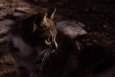 Close-up of a cat