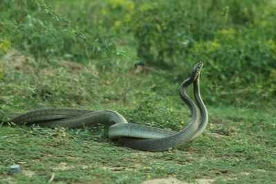 Snake on a field