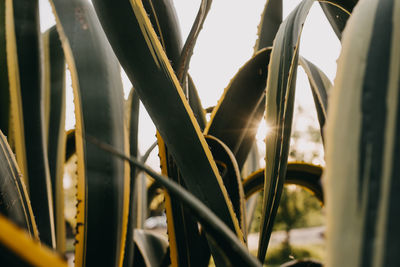 Close-up of plant