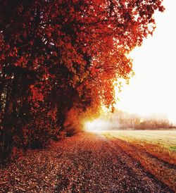 Bare trees on field during sunset