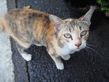 Close-up portrait of a cat