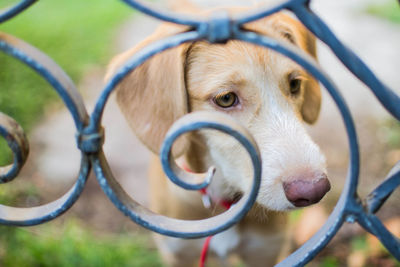 Close-up portrait of a dog