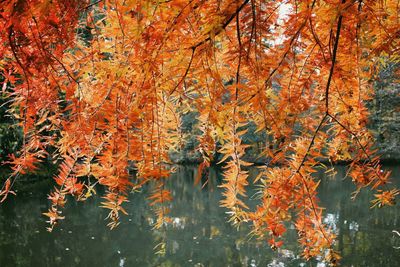 Close-up of branch over lake