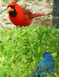 Close up of a bird