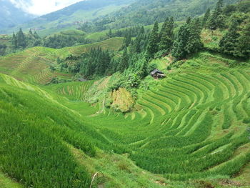 Scenic view of agricultural field