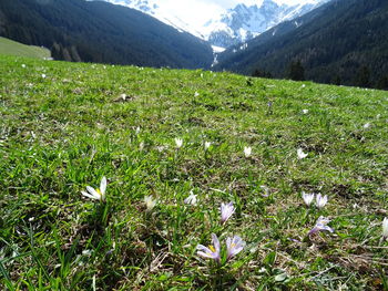 Scenic view of grassy field against mountains