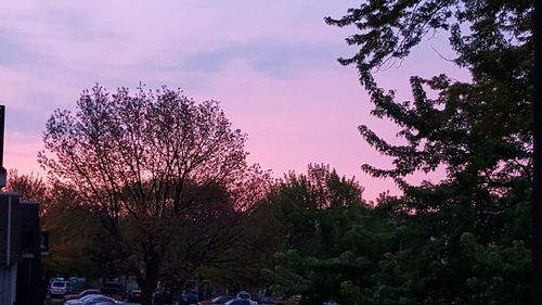 Pink flower trees against sky