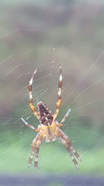 Close-up of spider and web