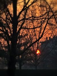 Silhouette of trees at sunset