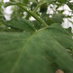 Close-up of water drops on plant