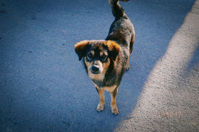 High angle view of dog standing on road