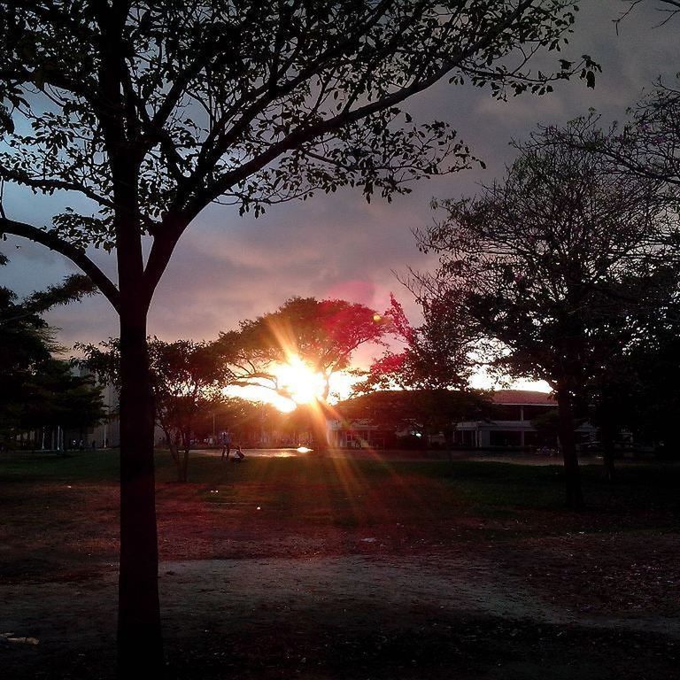 SUN SHINING THROUGH TREES