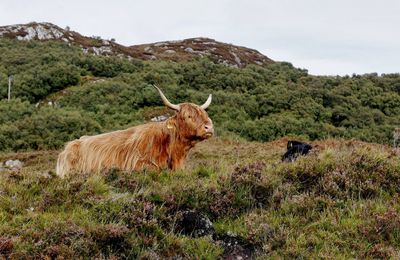 Highland cattle standing on field against sky