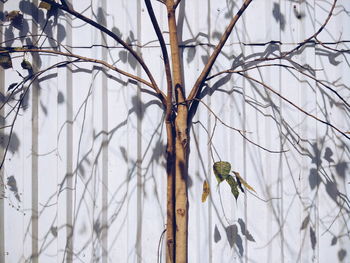 Close-up of bird perching on bare tree during winter