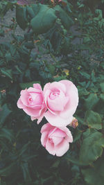 Close-up of pink rose