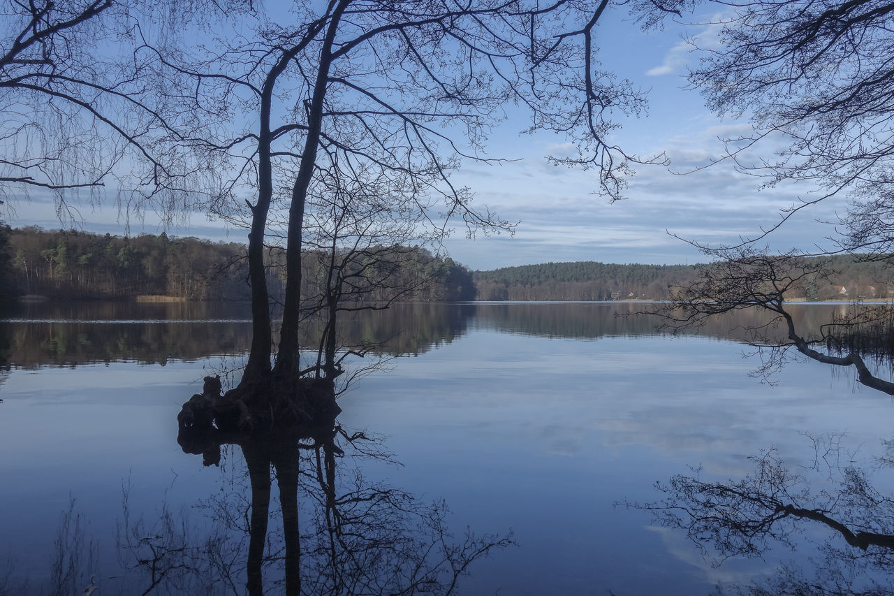 REFLECTION OF BARE TREE IN LAKE AGAINST SKY