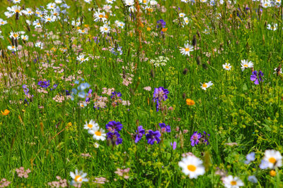 Purple flowering plants on field