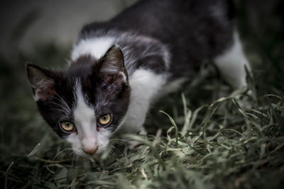 Close-up portrait of a kitten