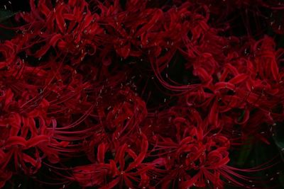 Full frame shot of red flowers