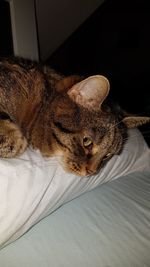 Close-up of a cat resting on bed