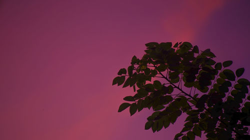 Low angle view of flowering plant against sky during sunset