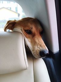 Dog resting in car